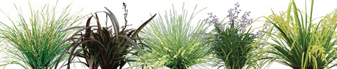 Strappy Leaf Plants 3D Graphics Preview Image