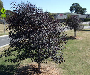 VINTAGE RED™ Eucalyptus cladocalyx 'EUC78' PBR