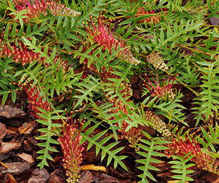 FlatAz™ Grevillea is a low growing form with exceptional flowers and foliage