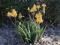 Emporium Range and Hotties Range Mighty Gold™ Aloe hybrid 'AL02' PBR