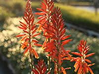 Emporium Range and Hotties Range Mighty Orange™ Aloe hybrid 'AL01' PBR