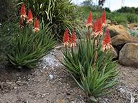 Emporium Range and Hotties Range Mighty Sunset™ Aloe hybrid 'AL03' PBR