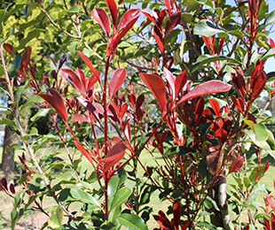 Thin Red™ Photinia has red new growth foliage