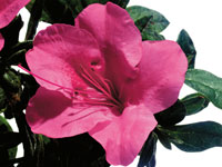 AUTUMN CARNIVALE™ Rhododendron hybrid 'CONLET' PBR