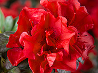 AUTUMN FIRE™ Rhododendron hybrid 'ROBLEZ' PBR