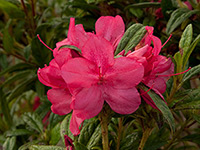 AUTUMN JEWEL™ Rhododendron hybrid 'ROBLEU' PBR