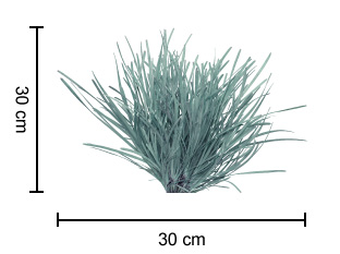 SAVANNA BLUE™ Lomandra dimensions