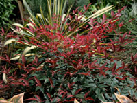 Hardy Exotic Range FLIRT™ Nandina domestica 'MURASAKI' PBR