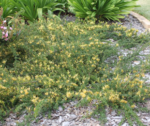 GOLD CLUSTER™ Grevillea is a low growing ground cover