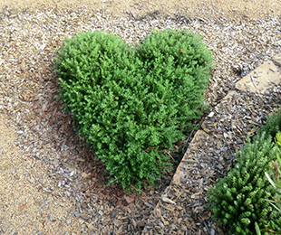 LOW HORIZON™ Westringia is great for mass planting or as a border plant