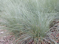Kingsdale™ Poa poiformis 'PP500' PBR Ornamental Native Grass