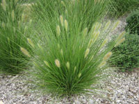 Nafray® Pennisetum alopecuroides 'PA300' PBR Ornamental Native Grass