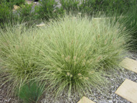 Pennstripe™ Pennisetum alopecuroides 'PAV300' PBR Ornamental Native Grass