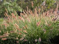 Purple Lea® Pennisetum alopecuroides 'PA400' PBR Ornamental Native Grass