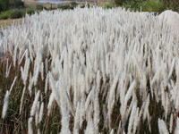 YALBA™ Imperata cylindrica 'ICL200' PBR Ornamental Native Grass