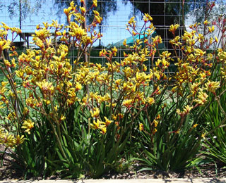 Gold Velvet Anigozanthos Is A Tough Landscape Kangaroo Paw With Yellow Flowers Velvet Kangaroo Paws,Knitting Vs Crochet Which Is Easier
