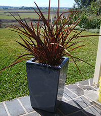Which are the best plants for Patio Pots - flamin