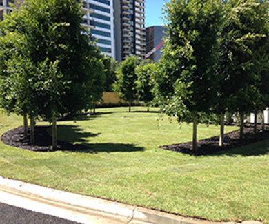 Choosing The Right Landscape Trees, Types Of Trees For Landscape Design