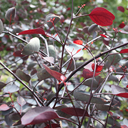 Vintage Red and other Red Foliage Plants