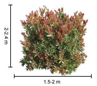Red Alert™ Callistemon Plant Height Guide