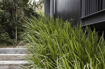 Lomandra Is A Genus Of Native Australian Strappy Or Grass-like Plants