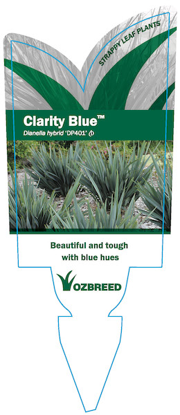 SOUTHERN LIVING 2.5 Qt. Clarity Blue Dianella Plant with Grass