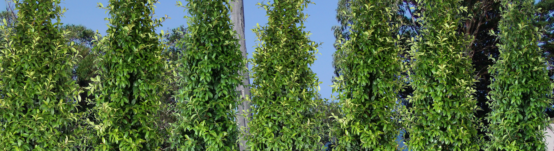 STRAIGHT AND NARROW™ Syzygium is naturally very narrow