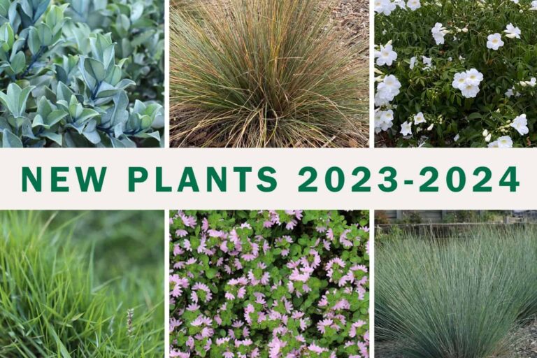 New Ozbreed Plants 2023 2024 768x512 