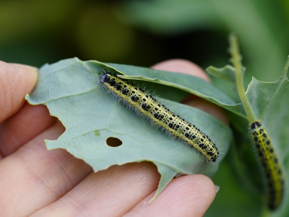 Integrated Pest Management (IPM) is a holistic and sustainable strategy for managing pest populations in an environmentally friendly manner