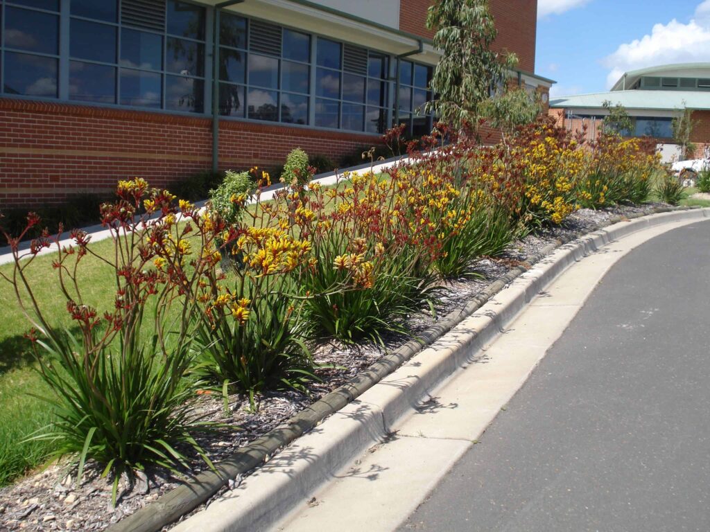 Velvet kangaroo paw flowers mixed planting