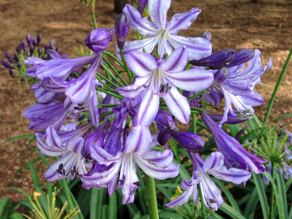 Growing agapanthus in pots