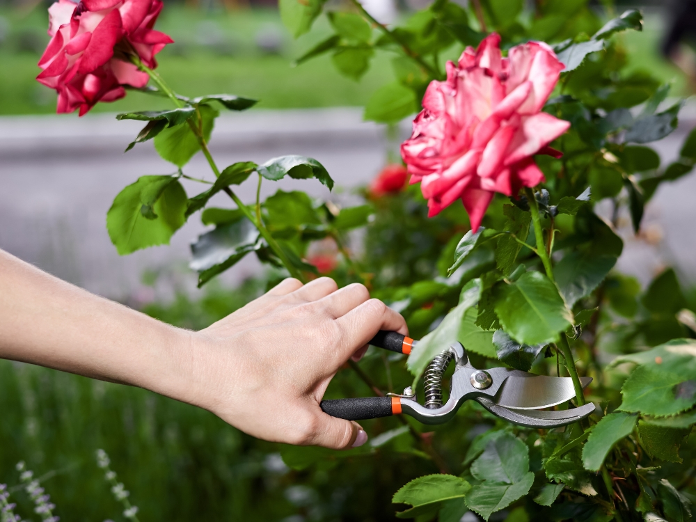 Pruning 101 Key to Garden Health