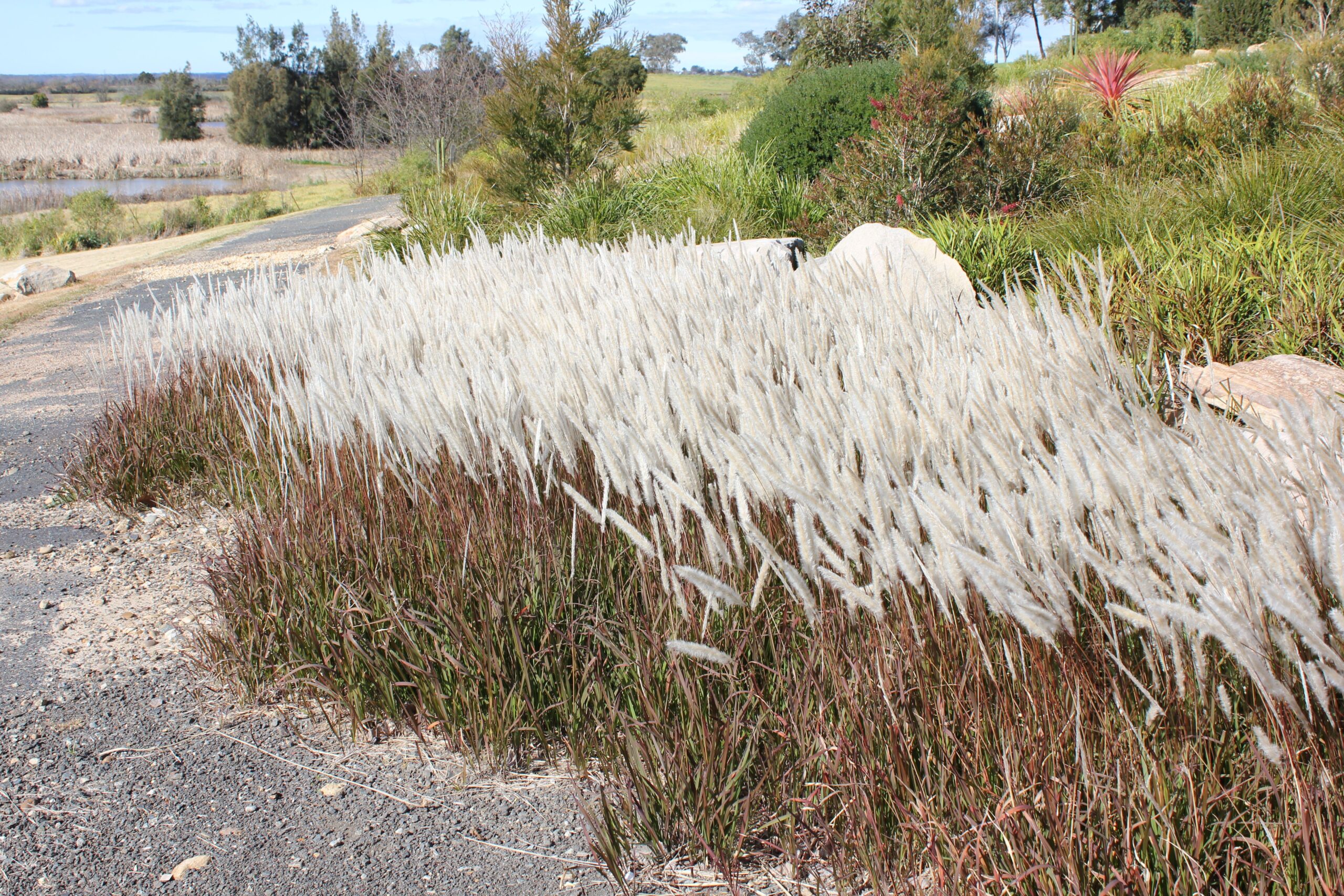 Yalba™ Imperata cylindrica Australian native grass companion plant for agapanthus