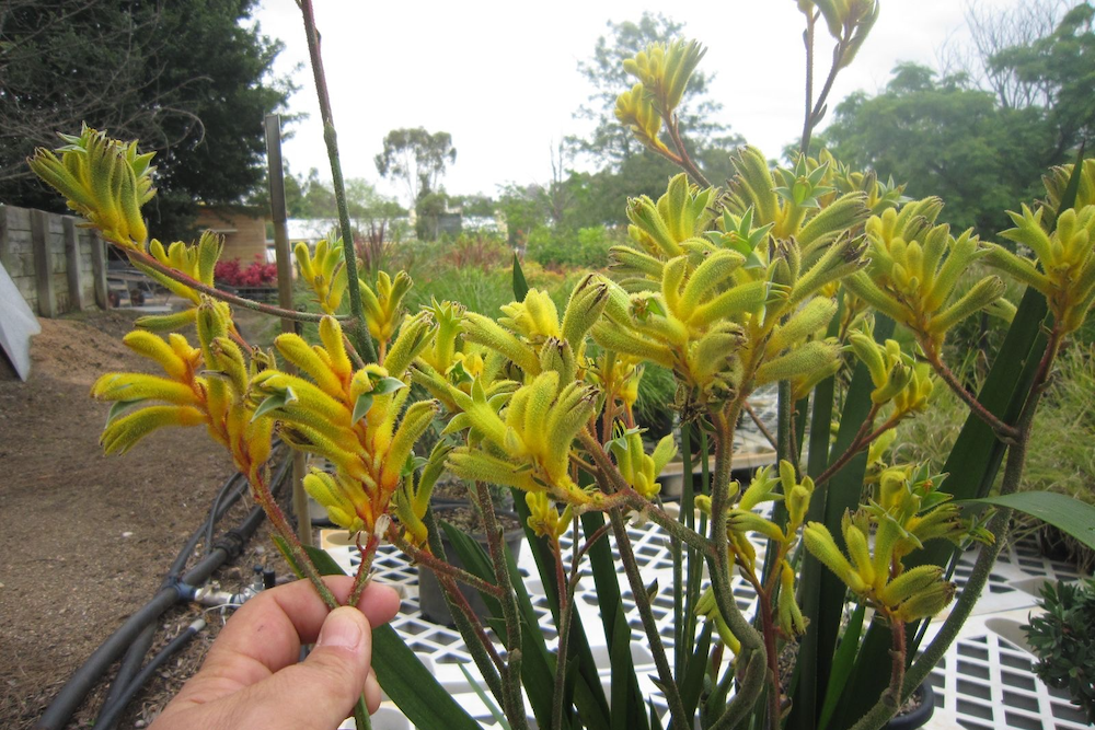 Kangaroo Paws