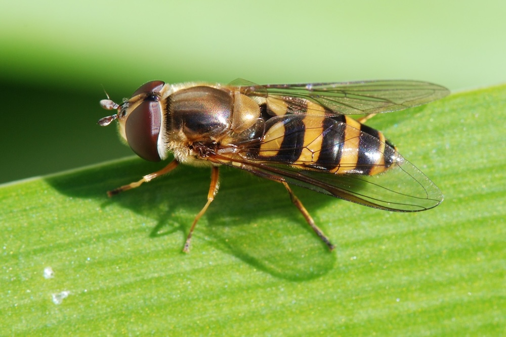 Predatory insect for pest control hoverfly