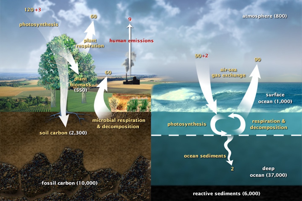 Carbon cycle, natural and human emissions and climate change