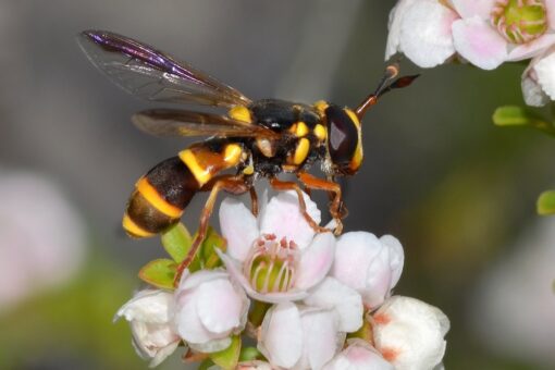 The Best Australian Native Plants For Pollinators