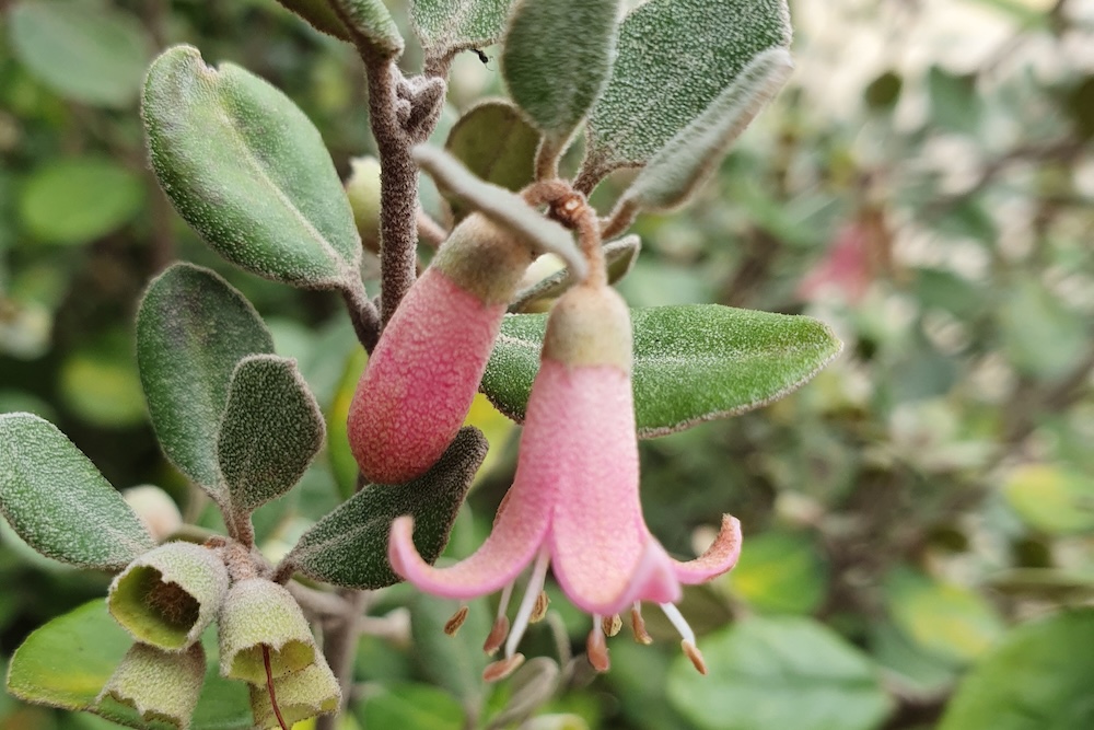 Australian native hedge for sandy soil Coastal Pink™ Correa alba ‘COR10’ PBR