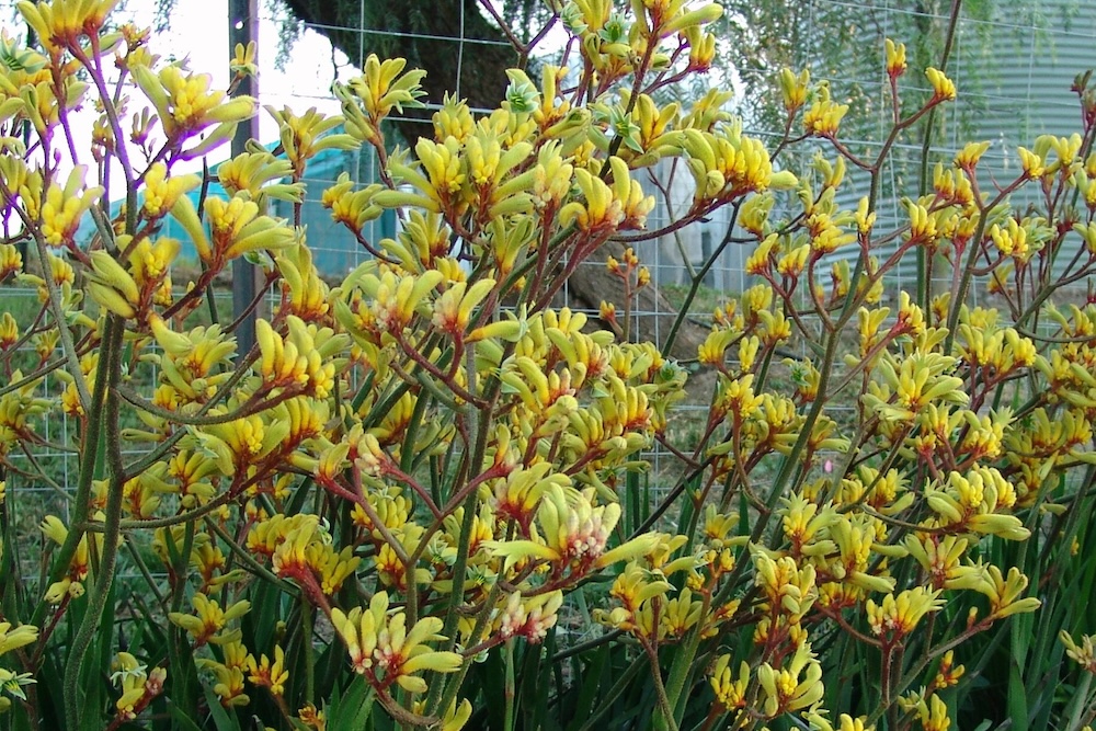 Australian native plant for sandy soil, Anigozanthos hybrid ‘Gold Velvet’ PBR
