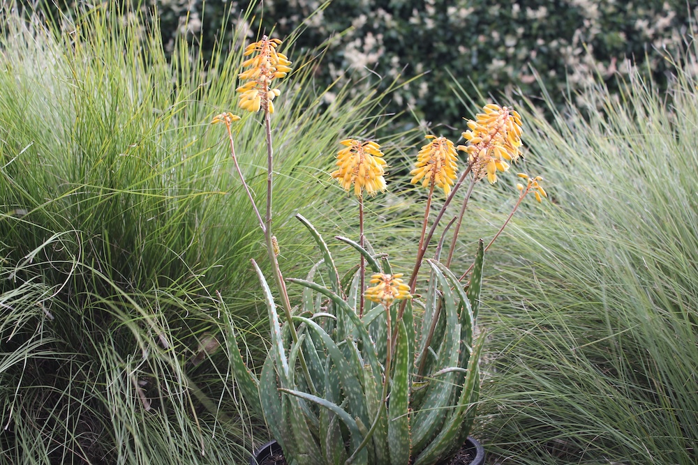 Best plant for sandy soil, Mighty Gold™ Aloe hybrid ‘AL02’ PBR