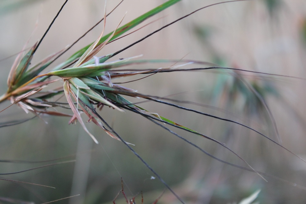 The Guide to Native Australian Ornamental Grasses