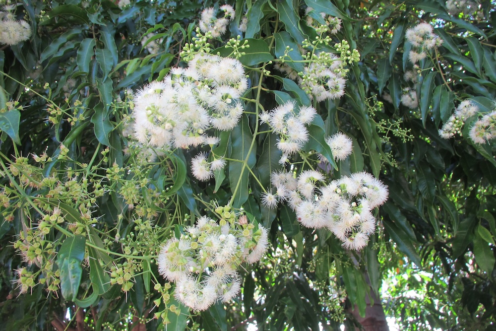 Lilly pilly tree for sandy soil, Sweeper® Waterhousea floribunda ‘DOW20’ PBR