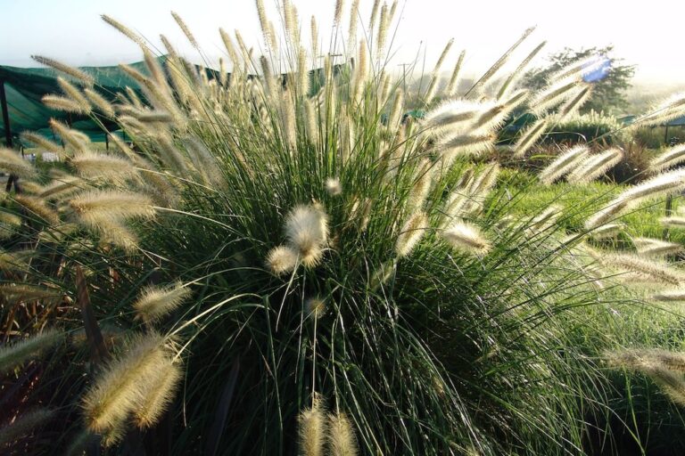 Embrace the Shade: A Guide to Thriving Australian Native Grasses