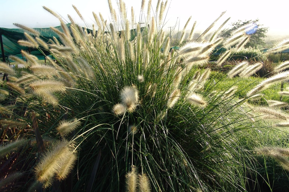 Can Australian Native Grasses Grow In The Shade? A Guide To Choosing ...