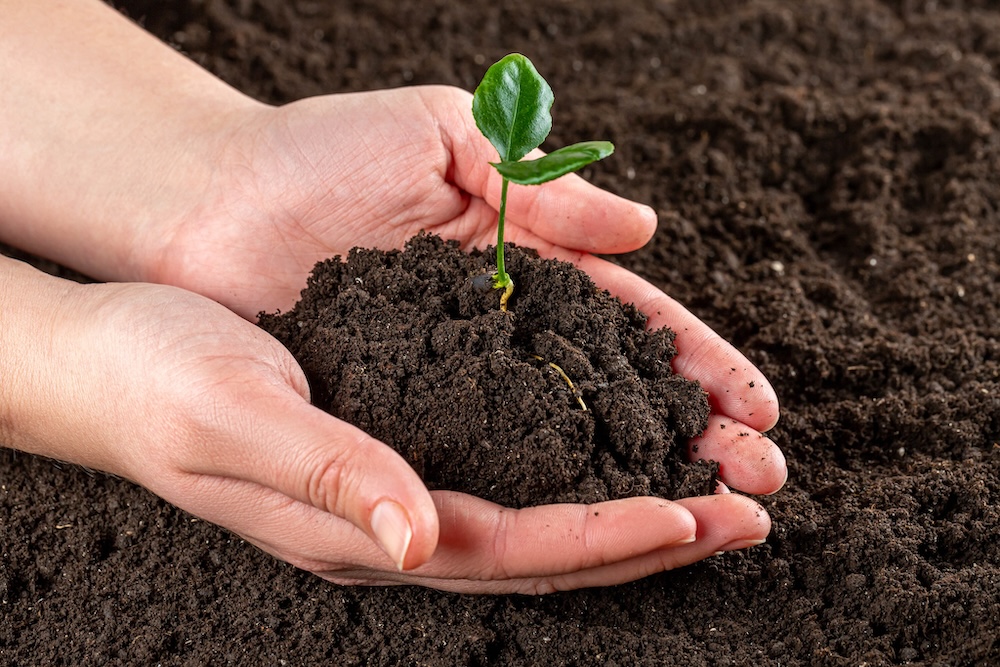 Organic gardening with hands in soil