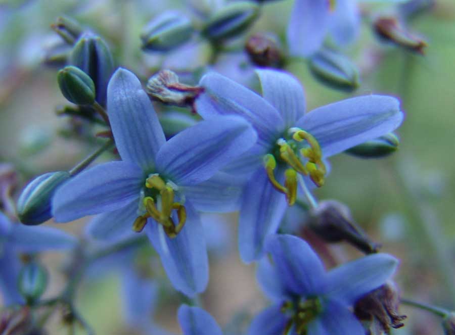 CLARITY BLUE™ Dianella is a tough clumping plant with clean blue