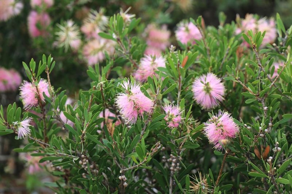 Innovative Australian native plant. Sweet Burst™ Callistemon spp ‘CNU15’ PBR