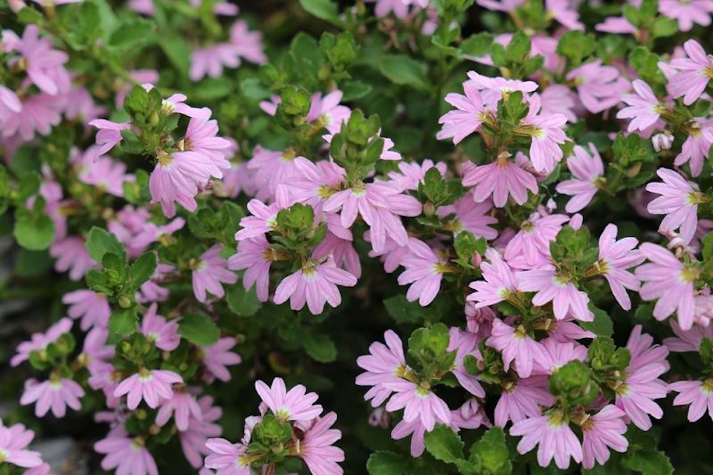 Pink Fusion™ Scaevola spp. ‘PFS200’ PBR Intended