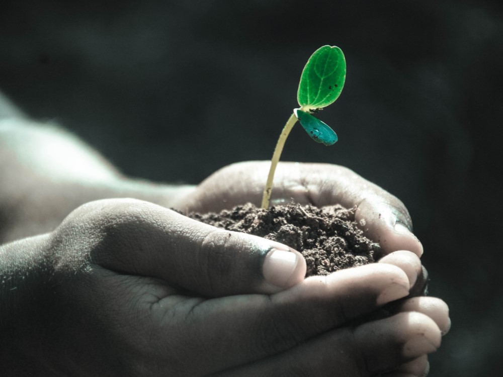 Organic gardening with hands in organic soil