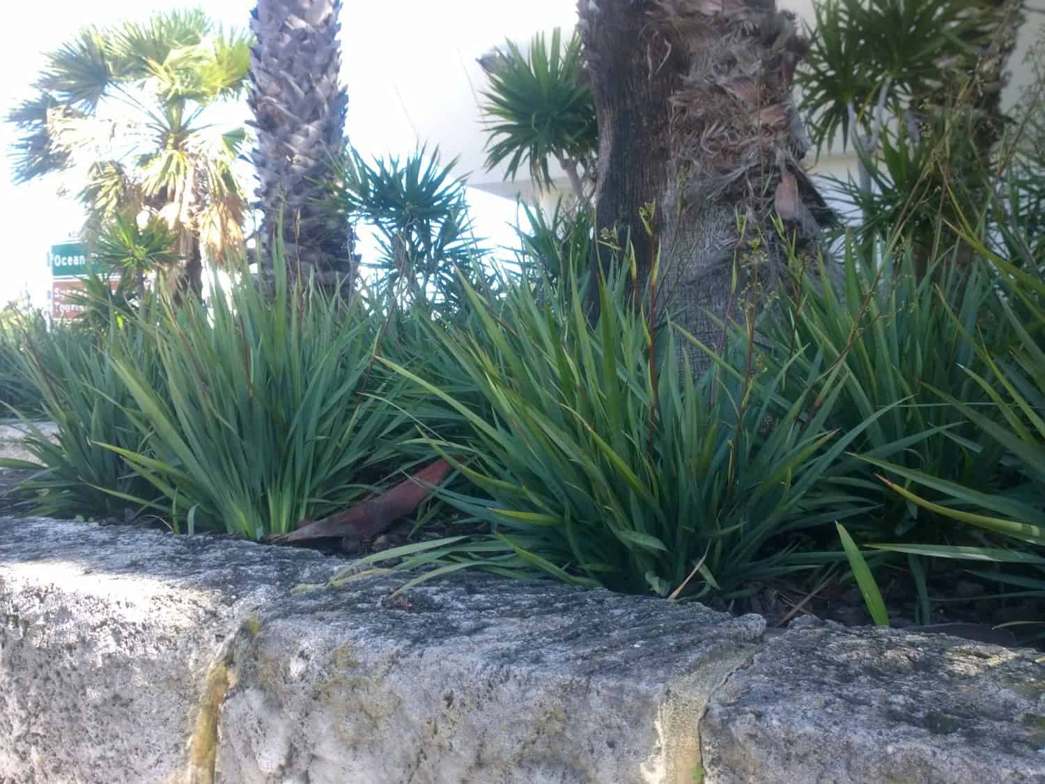 Cassa Blue® Dianella caerulea